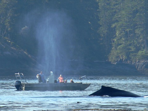 familyhumpbackpic